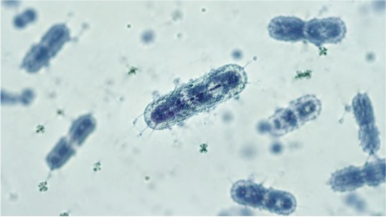 Antibiotico-resistenza: una sfida che coinvolge tutti i professionisti sanitari