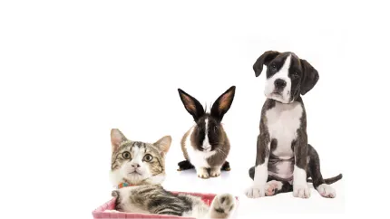 Farmaci Veterinari: Gli Antibiotici in Veterinaria